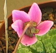 Cyclamen_spec.5.jpg