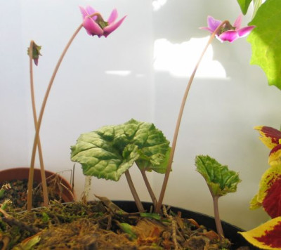 Cyclamen_spec.2.jpg