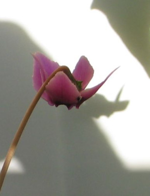 cyclamen_spec.3.jpg