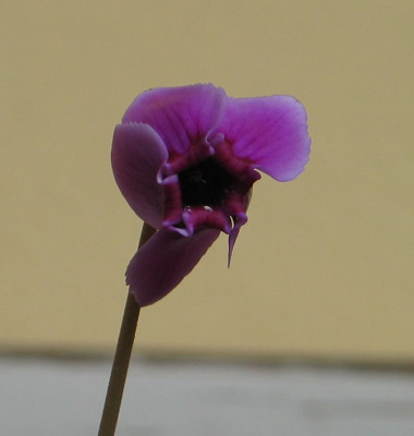 Cyclamen_spec.4.jpg