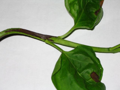 Ascochyta_syringae.JPG