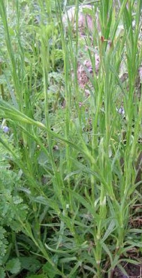 Dianthus_armeria.jpg