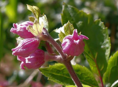 C._urticifolia_WBx.jpg