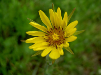Wiesen_Bocksbart070605.jpg
