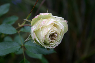 Rose_Lovley_Green1009a.jpg