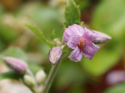 Clematis_heracleifolia_Pink_Dwarf_mm.jpg