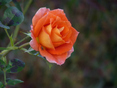 P134lab35.jpg