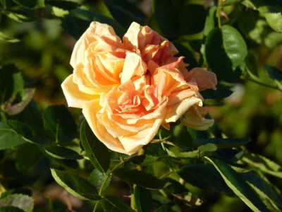 P134lab40.jpg