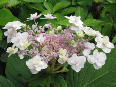 Hydrangea_involucrata_Multiplex_II_1024x768.jpg