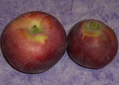 Sep_12_007_Saulenapfel.jpg
