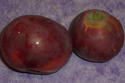 Sep_12_008_Saulenapfel.jpg