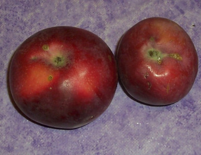 Sep_12_009_Unterseite_Saulenapfel.jpg