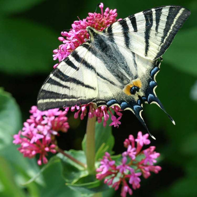 Schmetterling_X_20-05-2005_750x750.jpg