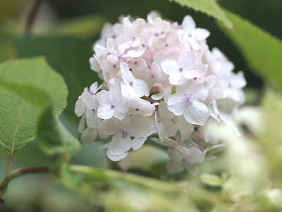 Hydrangea_involucrata_Sterilis_WB.jpg