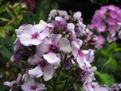 k-phlox_swirly_burly-_2012-05-09-05_033_k.jpg