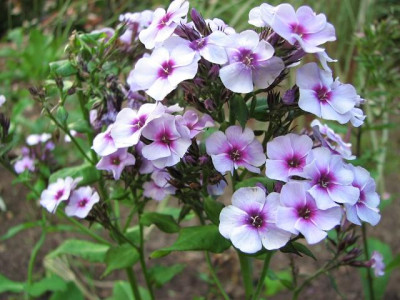 k-phlox_swirly_burly-2012-05-09-22_069_7k.jpg