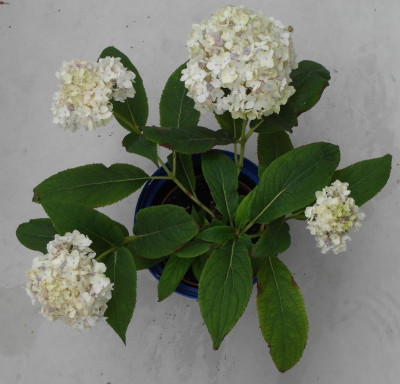 Sterilis_Sept12.jpg