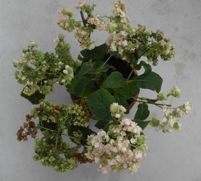 Hortensis_Sept12.jpg