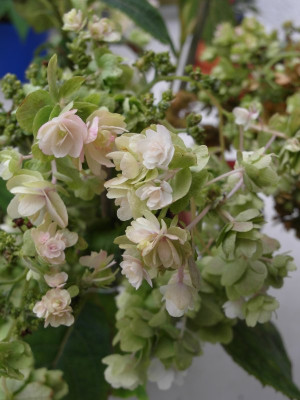 Hortensis_Blute_2_Sept_12.jpg