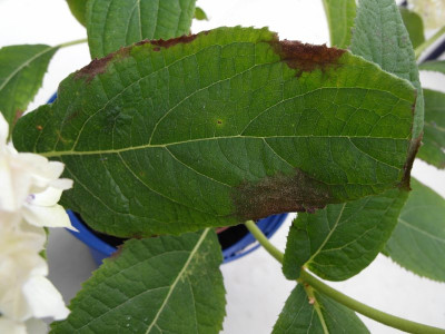 Blattschaden_Involucrata1.jpg