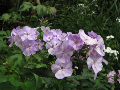 k-phlox_goluboi_dym-_2012-05-09-05_008_1k.jpg
