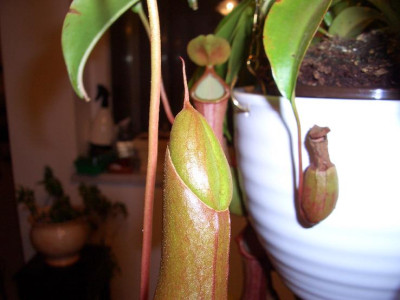 Nepenthes2KT.JPG