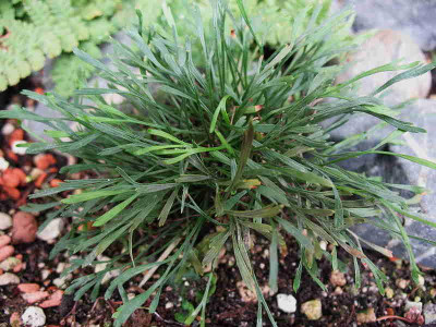 Asplenium_septentrionale_..__23.9.12.__008.jpg