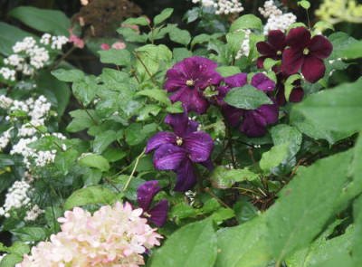 Clematis_viticella_Signe_Kasmu.jpg