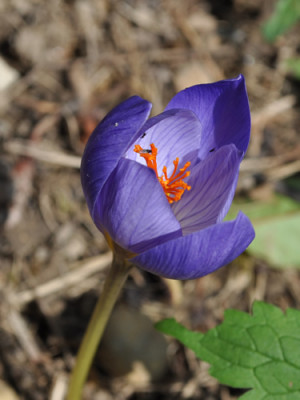 Herbstkrokus_12__2605.jpg