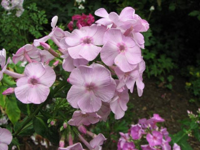 k-phlox_konigin_der_nacht-2012-05-08-24_057_5k.jpg