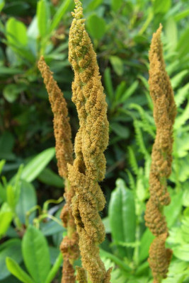 Osmunda_cinnamonea.jpg