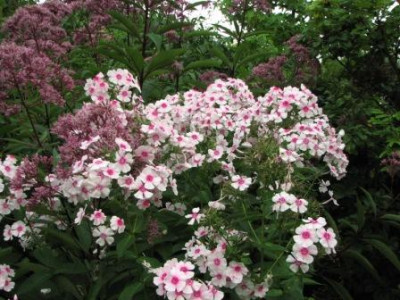 phlox_kirmeslandler-2012-05-08-28_032_1_ko.jpg