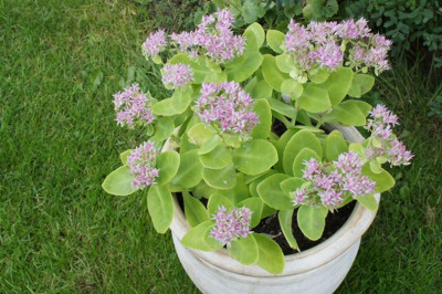 Sedum_CP.jpg