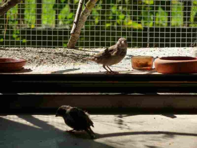 spatz01.jpg