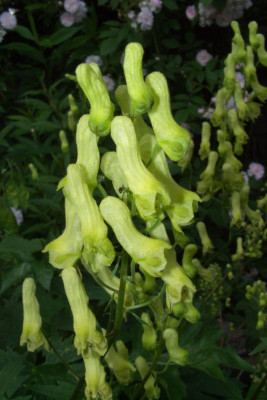 Aconitum_vulparia.jpg