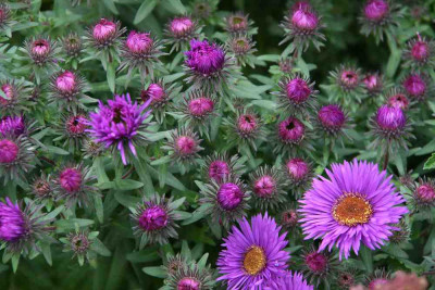 Herbstaster5612.jpg