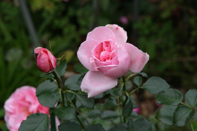 Rose_Home__Garden1312.jpg