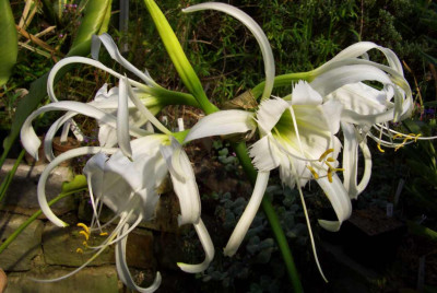 Hymenocallis_Blutenstand.jpg