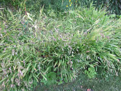 Chasmanthium_26.6.12_ue.jpg