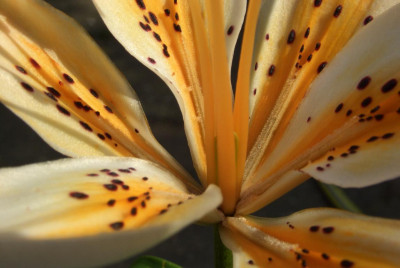 Lilium_Orange_Electric.jpg