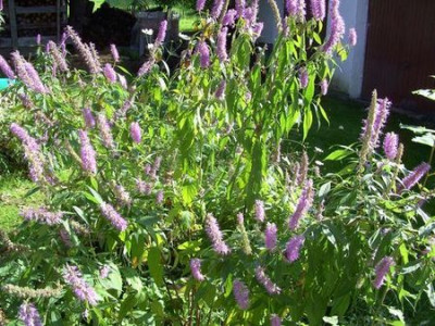 Ceanothus.jpg