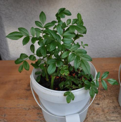 R._multiflora_adenochaeta_12__2836.jpg
