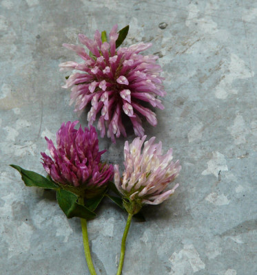 Trifolium_3kl.jpg