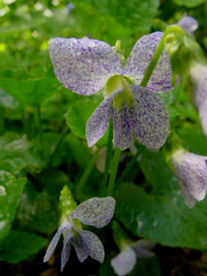viola_freckles.jpg