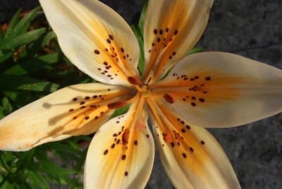 Lilium_Orange_Electric1.jpg