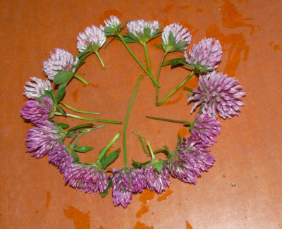 Trifolium_kreiskl.jpg