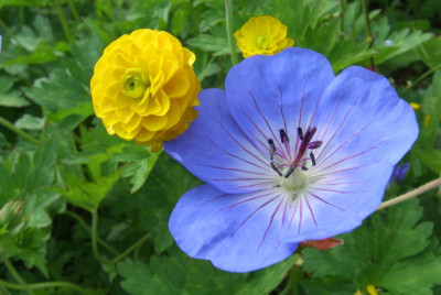Geranium_XY.jpg