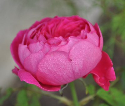 Rose_de_Roi_a_Fleurs_pourpre_12__2855.jpg