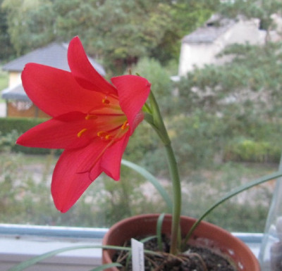 Zephirantes_grandiflora_120928.jpg