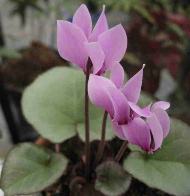 Cyclamen_graecum_Glyfada_..__23.9.12.__002.jpg